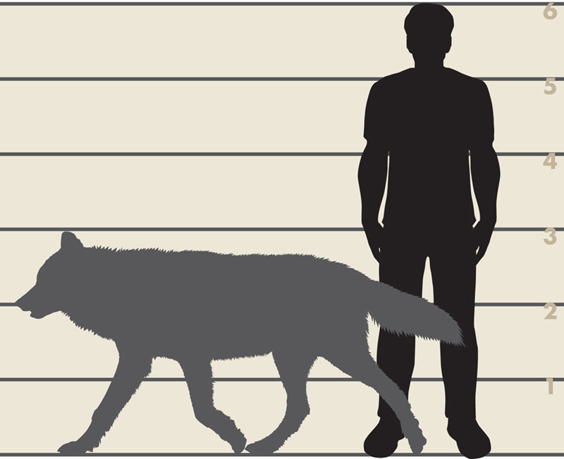 Loba Gigante Faz Amizade Com Jovem E Se Torna Seu Animal De Estima o Loba Gigante Faz Amizade Com Jovem E Se Torna Seu Animal De Estima o