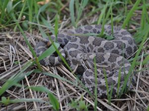 Snakes | Wildlife Illinois