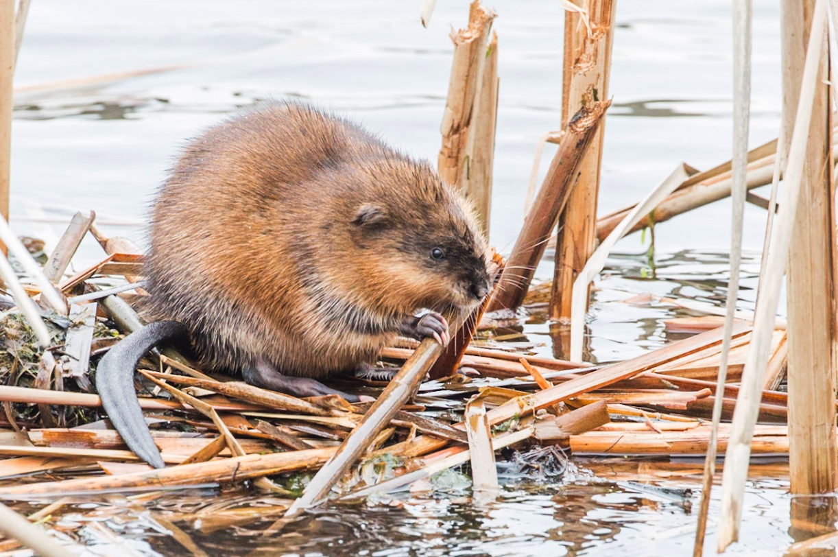 Muskrats have thin, vertically flattened tails.