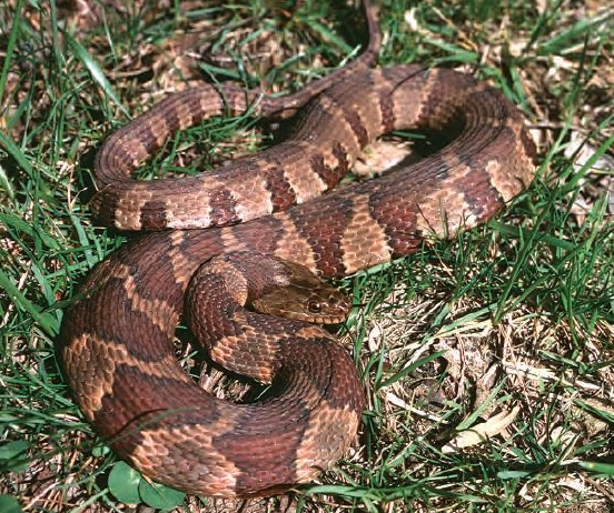 Download Snakes Wildlife Illinois