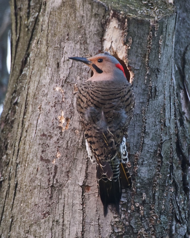 A male northern flicker.
