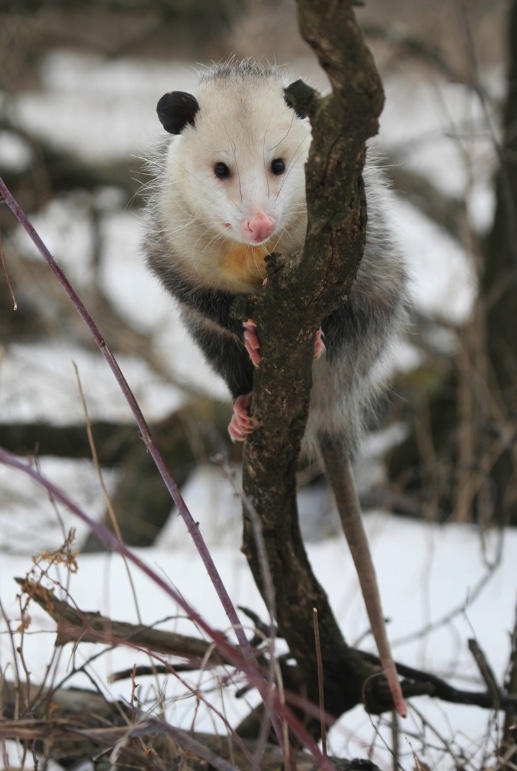 Virginia opossum sitting in a tree on a snowy day.