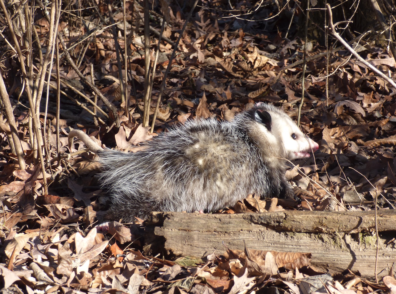 Opossum sitting next to a log in the woods.