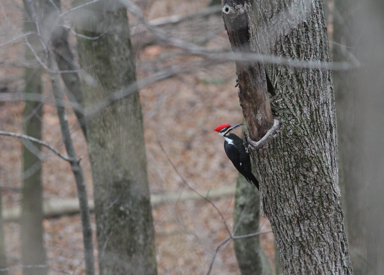 Pileated woodpeckers are the largest woodpeckers in Illinois.