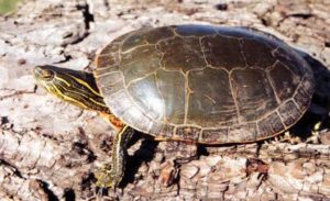 Painted Turtle – Wildlife Illinois