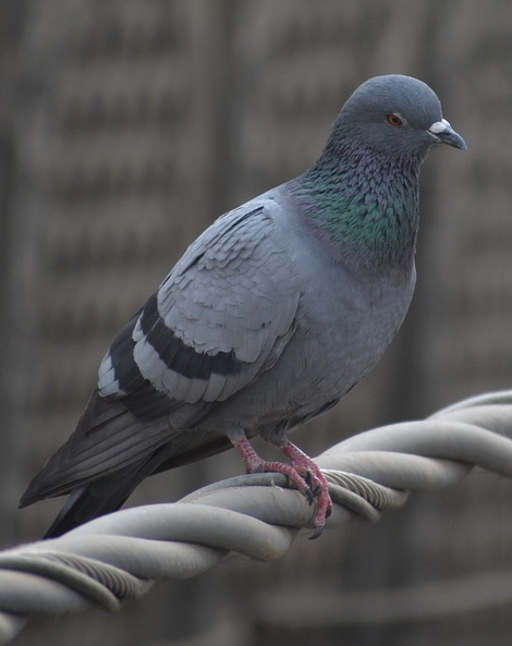 Pigeon sitting on a wire