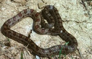 Prairie Kingsnake – Wildlife Illinois