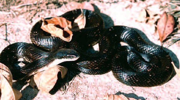 The Midland Ratsnake is also called the Gray Ratsnake.