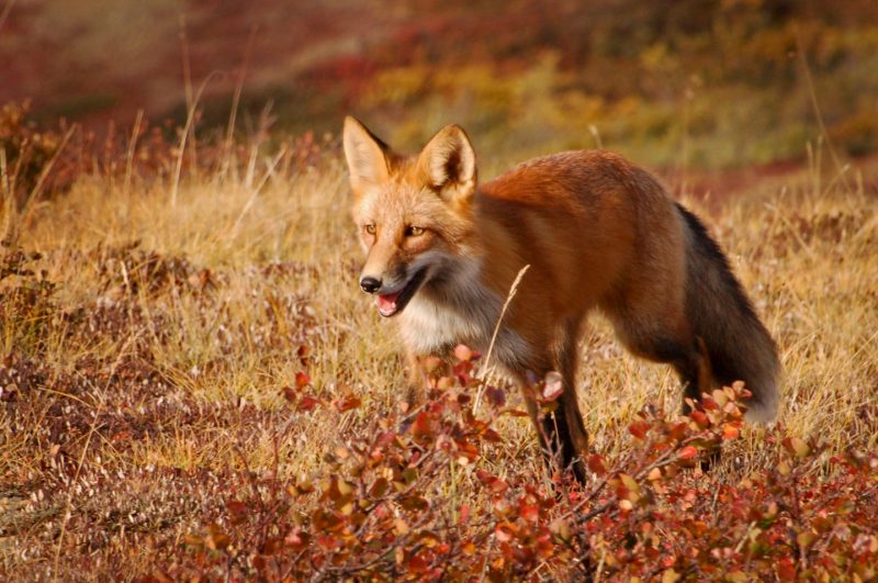 Red fox фото