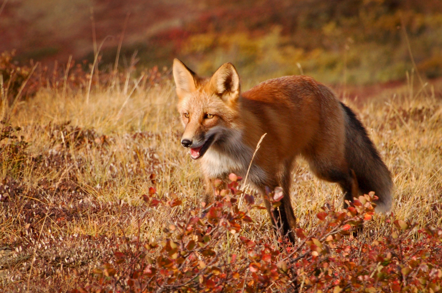 Georgian Red Fox