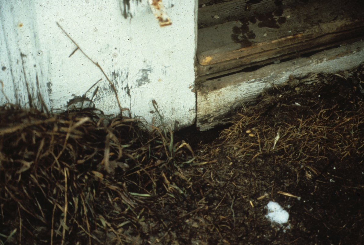 Red fox den under a shed. Note the tracks on the wooden door sill.