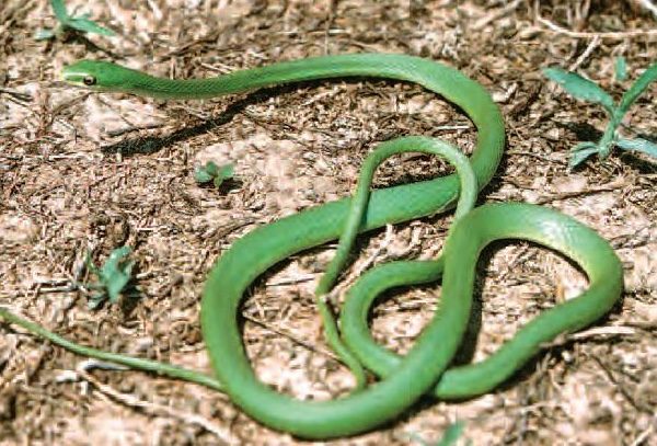 Snakes | Wildlife Illinois