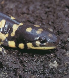 Salamanders | Wildlife Illinois