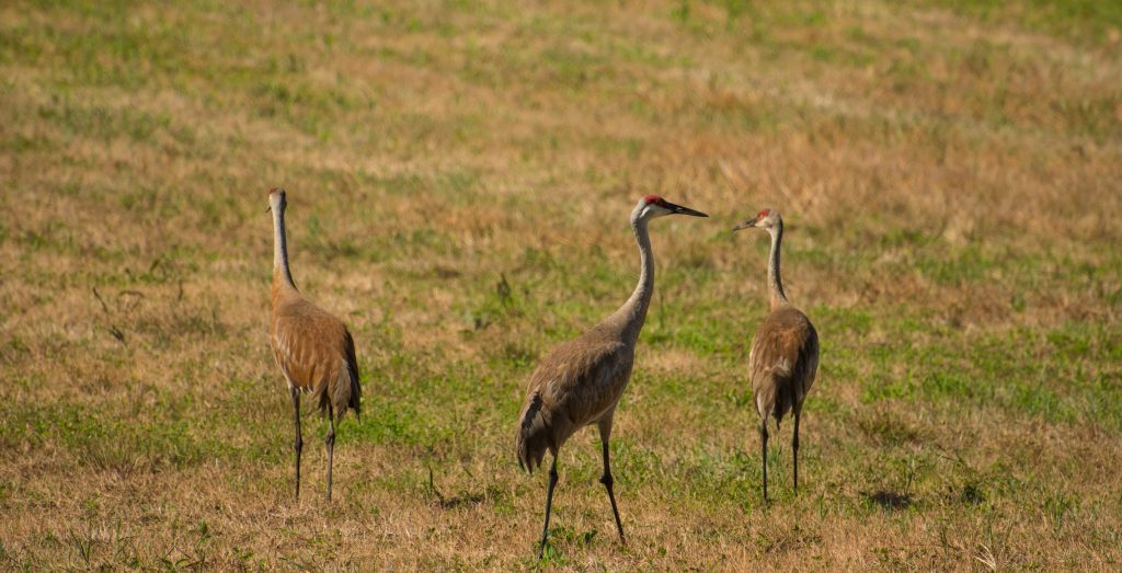 Sandhill Crane | Wildlife Illinois