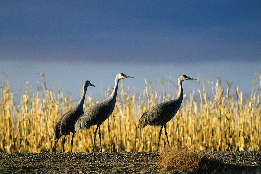 sandhill-crane-wildlife-illinois