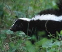 Striped Skunk | Wildlife Illinois