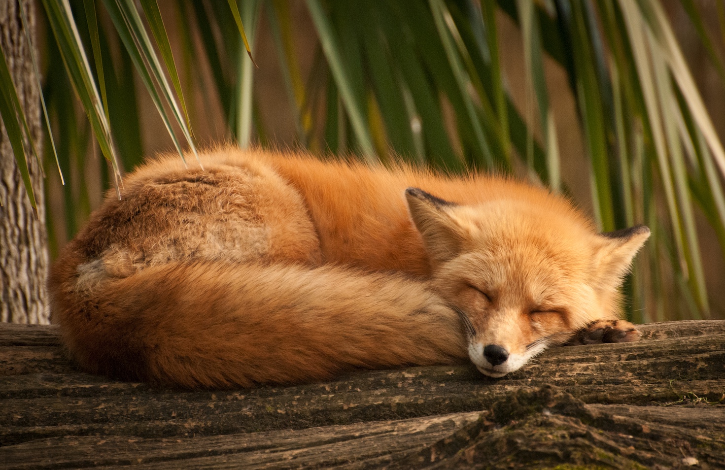 Sleeping red fox on a log.