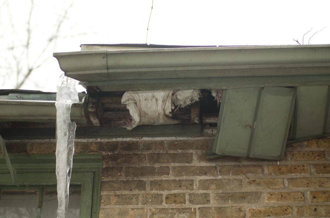 A raccoon found a small hole in the soffit and enlarged it so that it could access the house.