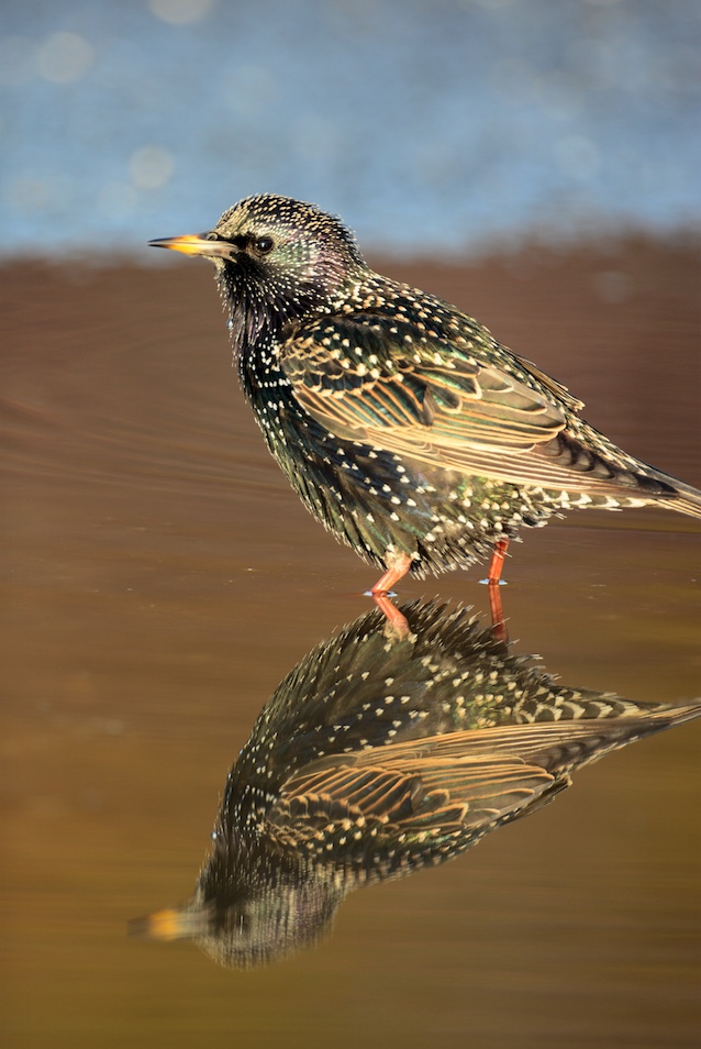 European starling in breeding plumage.
