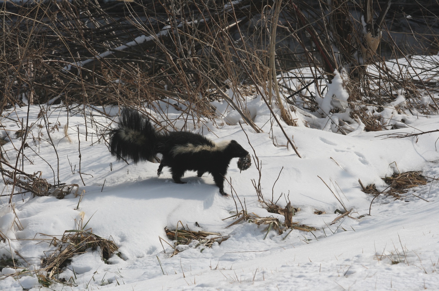 This striped skunk caught a vole.