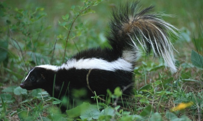 Striped skunk walking through the grass.