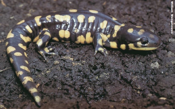 Salamanders – Wildlife Illinois