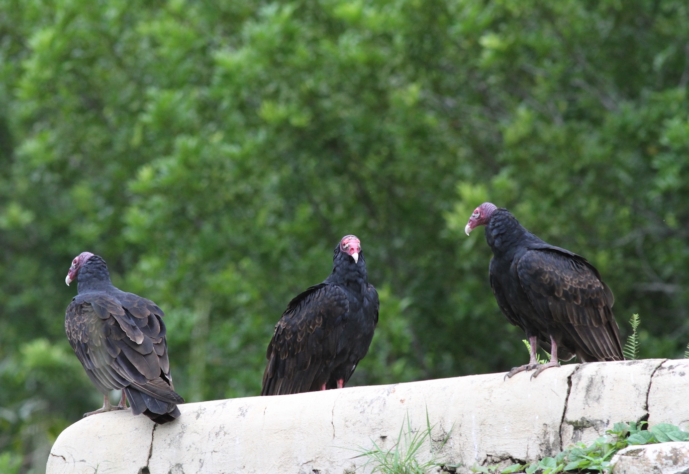 Adult turkey vultures can be identified by their red, featherless heads.