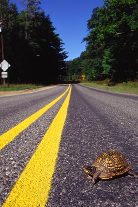 Eastern box turtle crossing the road.