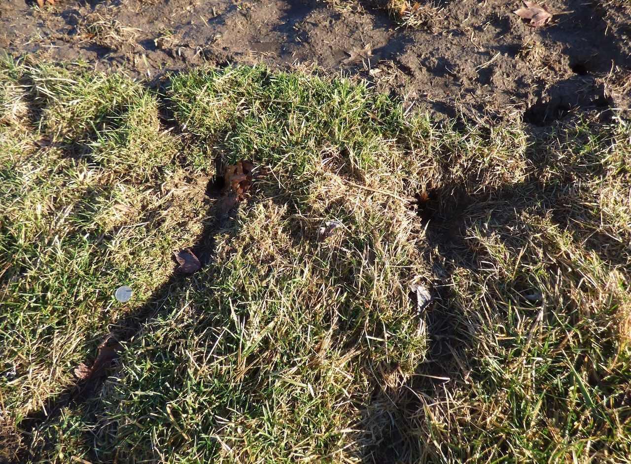 Vole runs can often be found in areas where bare ground and lawn intersect. Note the quarter for scale.