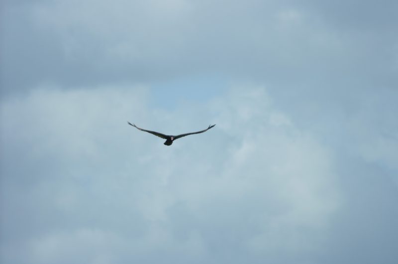 Vultures - Wildlife Illinois