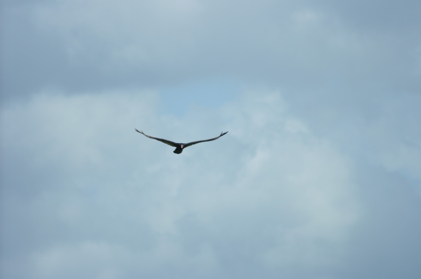 Turkey vulture soaring on air current. Note the slight V-shape of the wings.