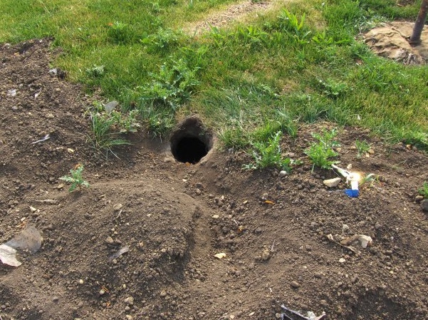 Woodchuck burrow in a lawn.