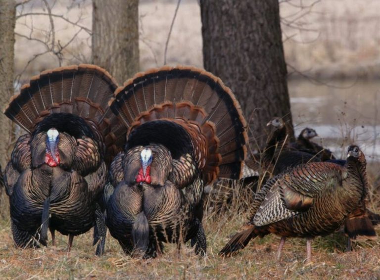 eastern-wild-turkey-wildlife-illinois