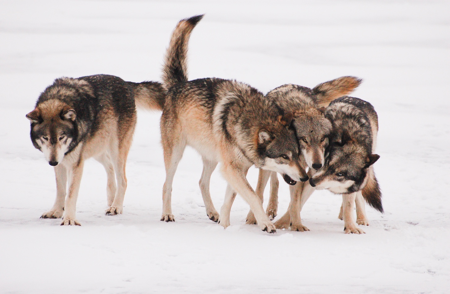 Wolf pack greeting each other in the snow.