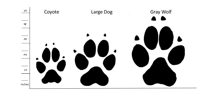 Graphic showing size difference between coyote, dog and wolf tracks.