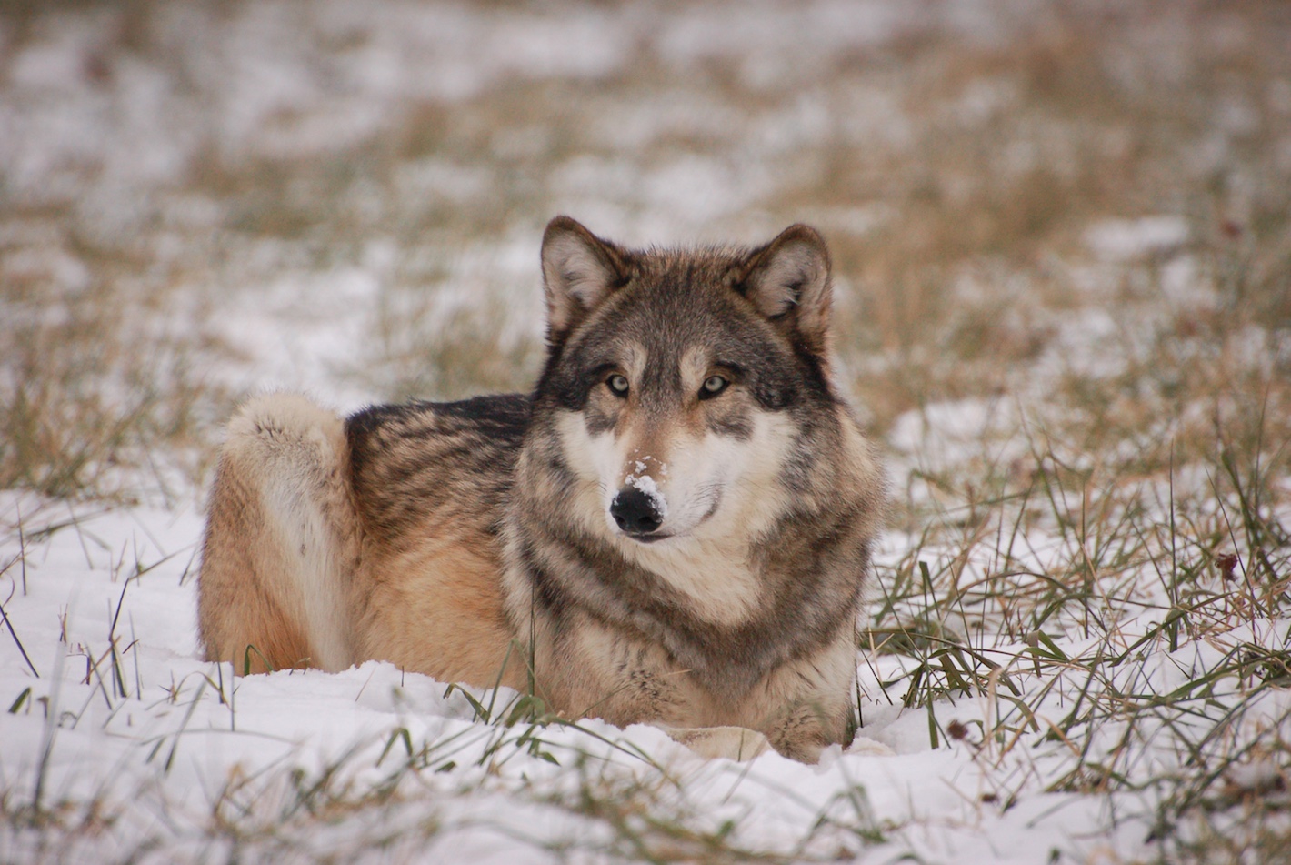 Gray Wolf Wildlife Illinois