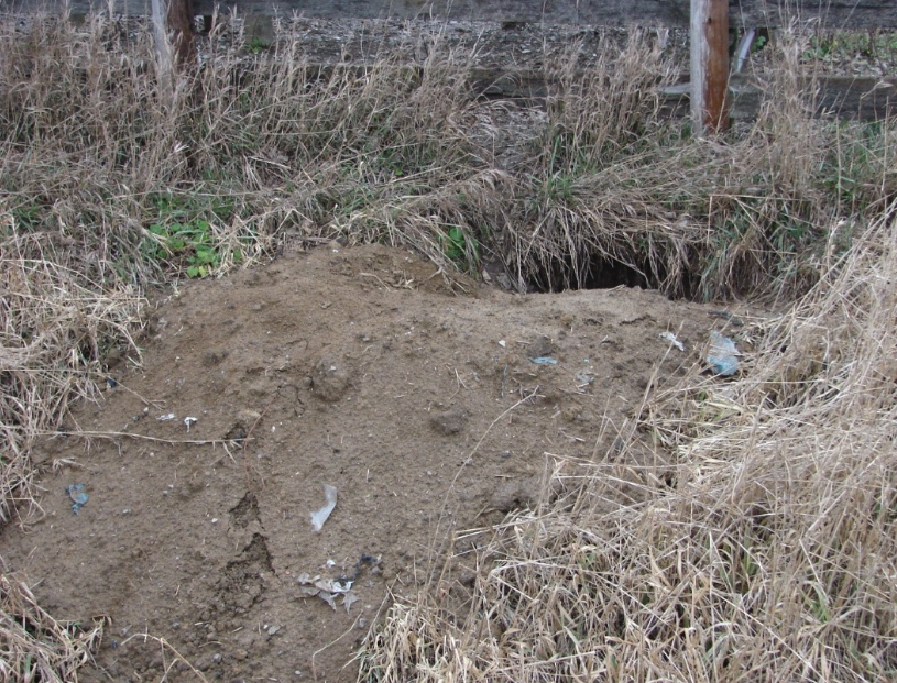 A woodchuck burrow near an old fencerow.