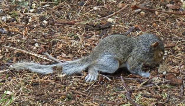 Baby gray squirrel on the ground after falling from the nest.