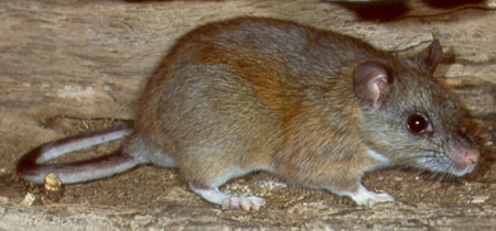 The Eastern woodrat is listed as an endangered species in Illinois.