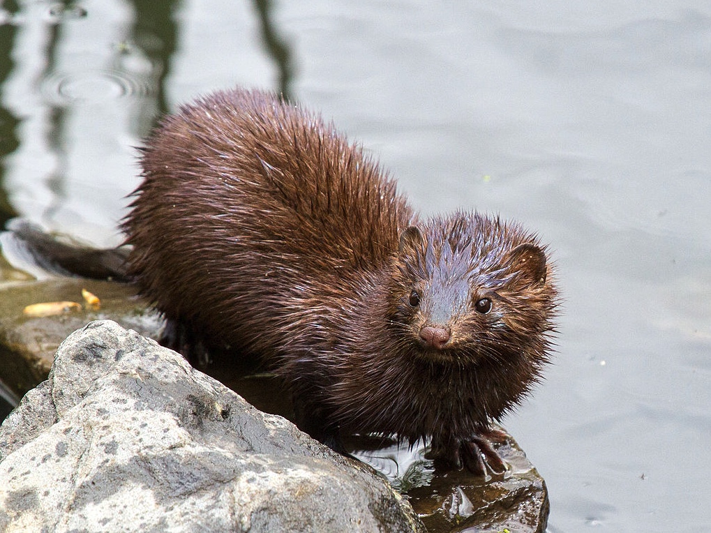 American mink next to the water