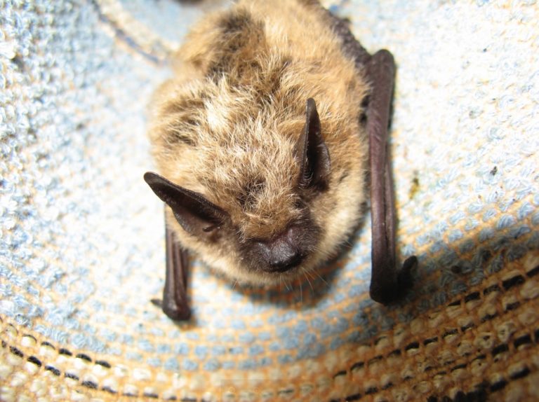 Bat hanging on a blue curtain.
