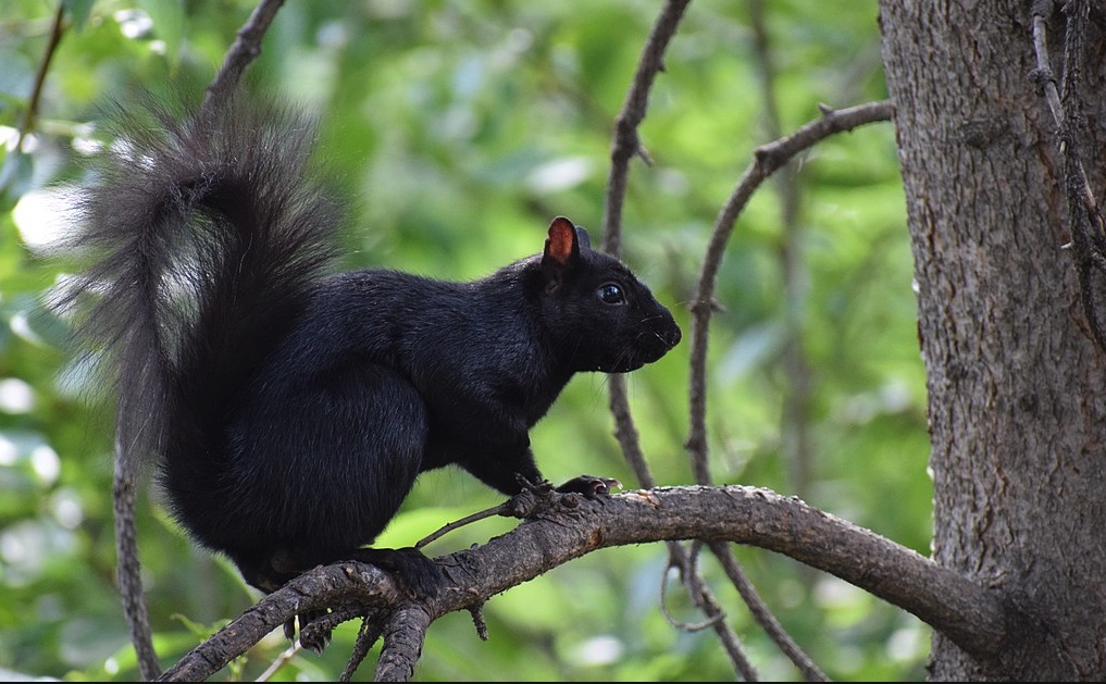 Melanistic phase of the Eastern gray squirrel.