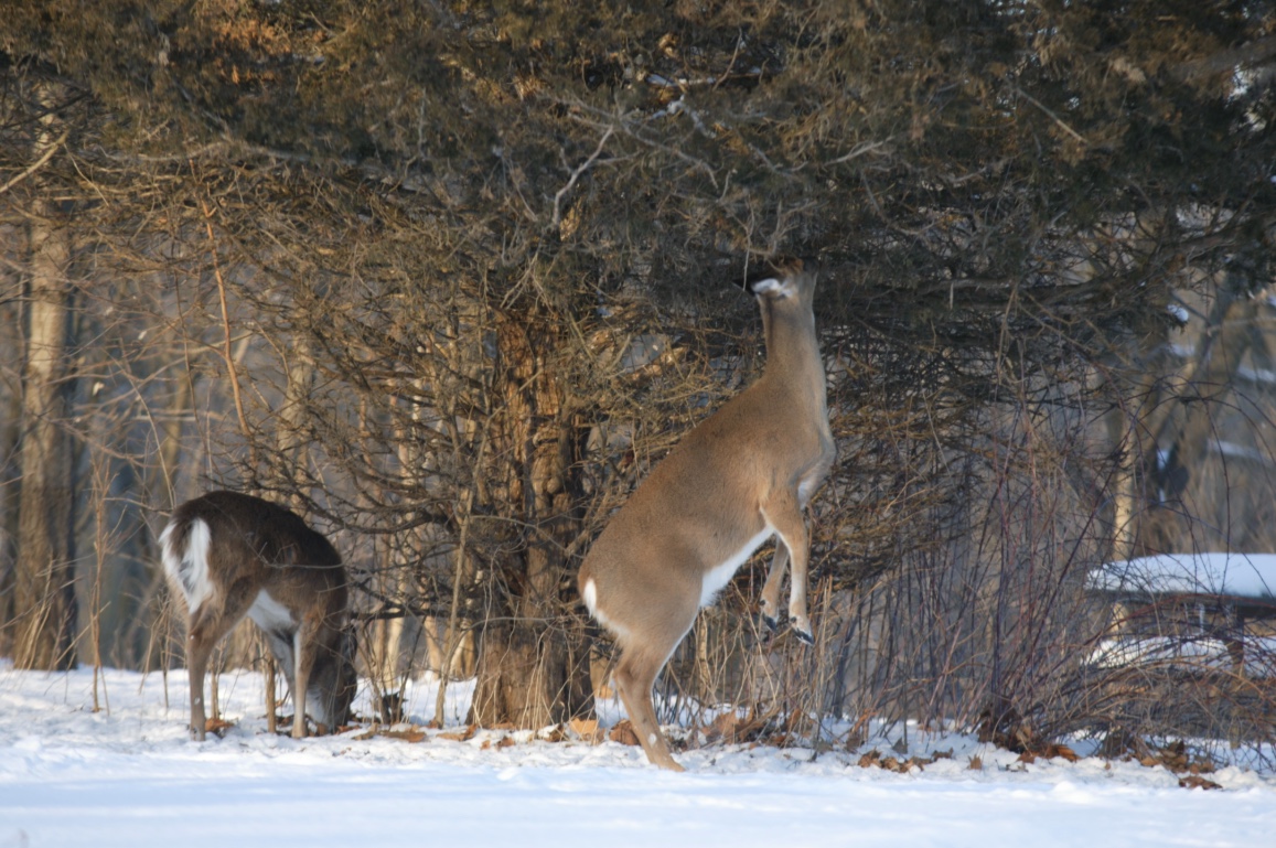 Deer will stand on their back legs to reach green vegetation.