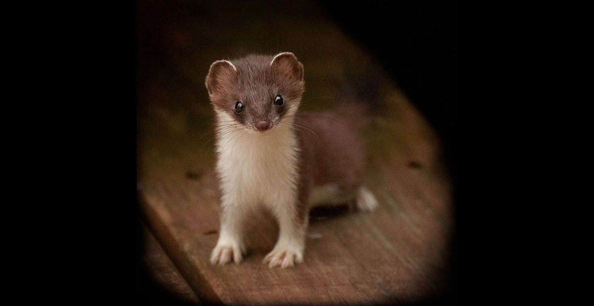 A young least weasel standing on a wooden plank.