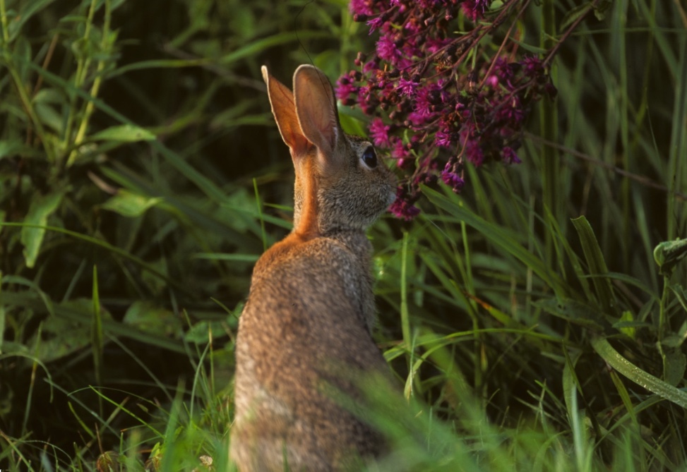 Rabbits can cause substantial damage to flowers and other landscaping.