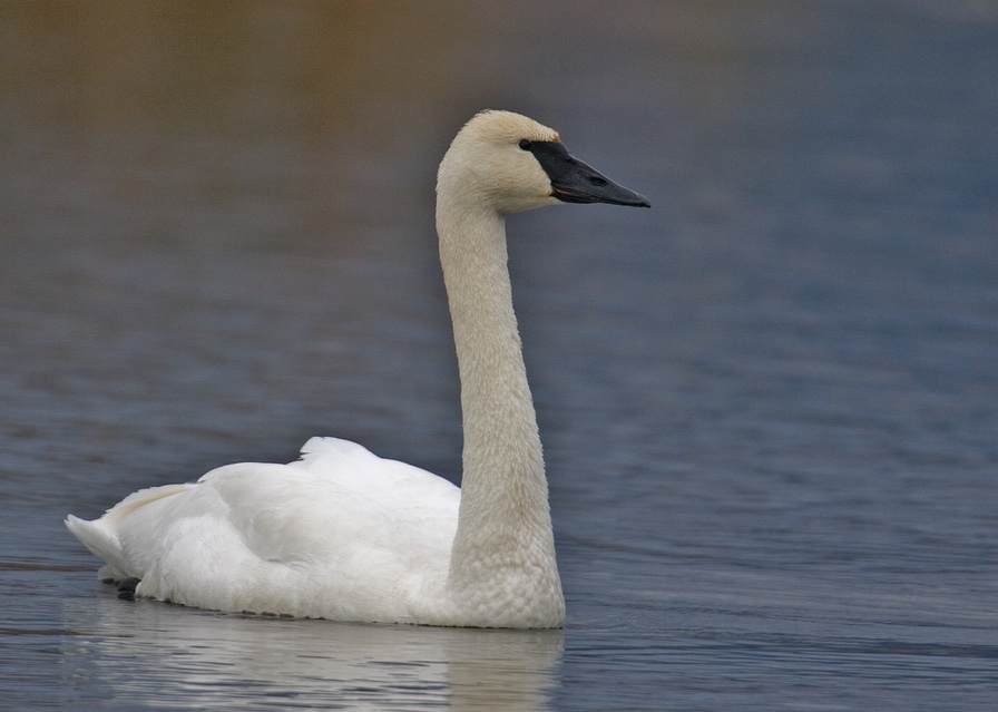 Trumpeter swans can be distinguished from mute swans by the difference in their bills. Adult trumpeter swans have a black bill and mute swans have an orange bill.
