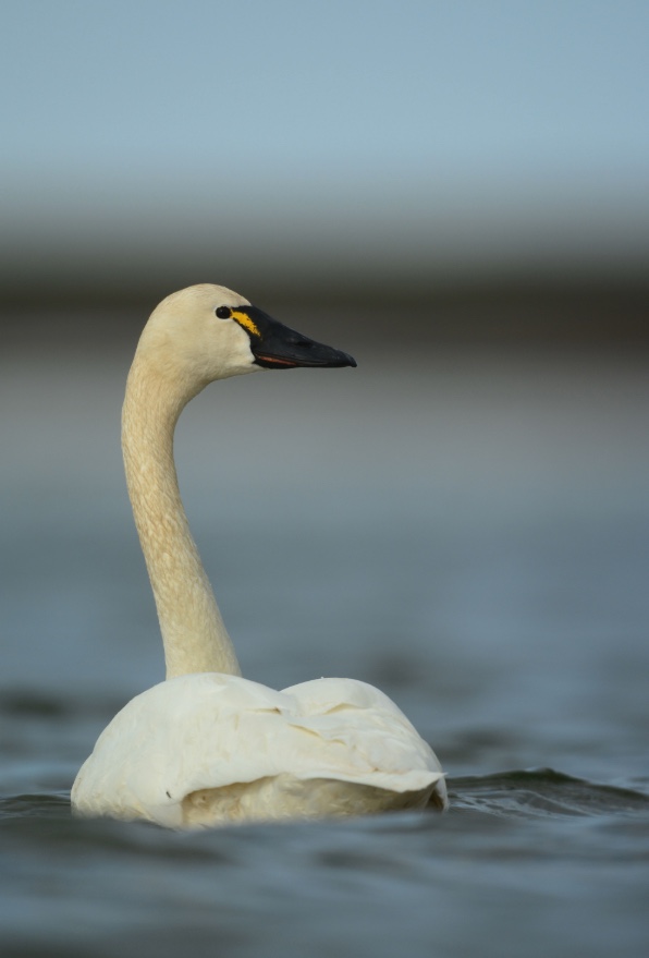 Tundra swans are smaller than trumpeter or mute swans. They have black bills with a yellow spot near the eye.