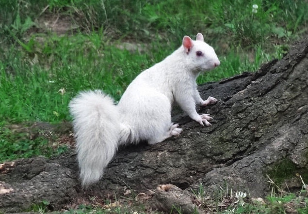 A white Eastern gray squirrels in Olney, Illinois.