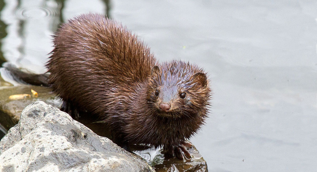 An American mink just came out of the water and is sitting on partially submerged rocks next to the pond.