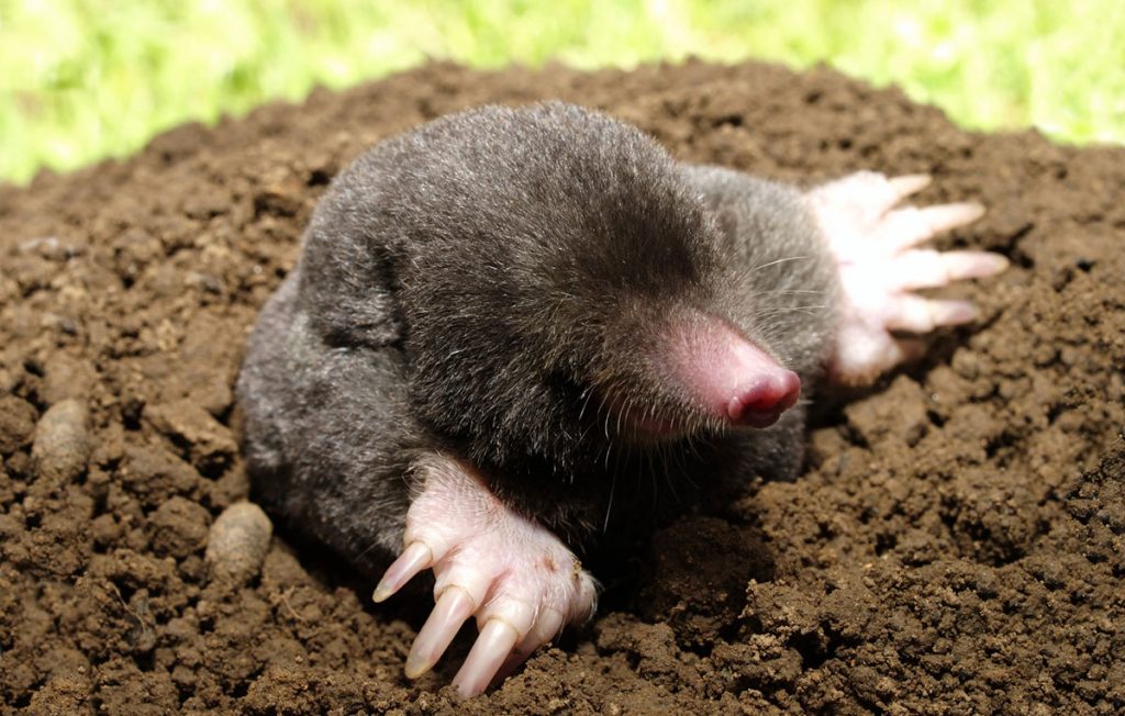 This eastern mole just came up through the entrance to one of its burrows. They have soft, charcoal gray fur and no visible eyes or ears.